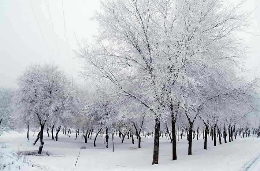 210124nieve5