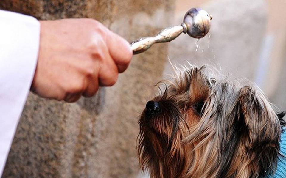 BENDICION DE ANIMALES 4