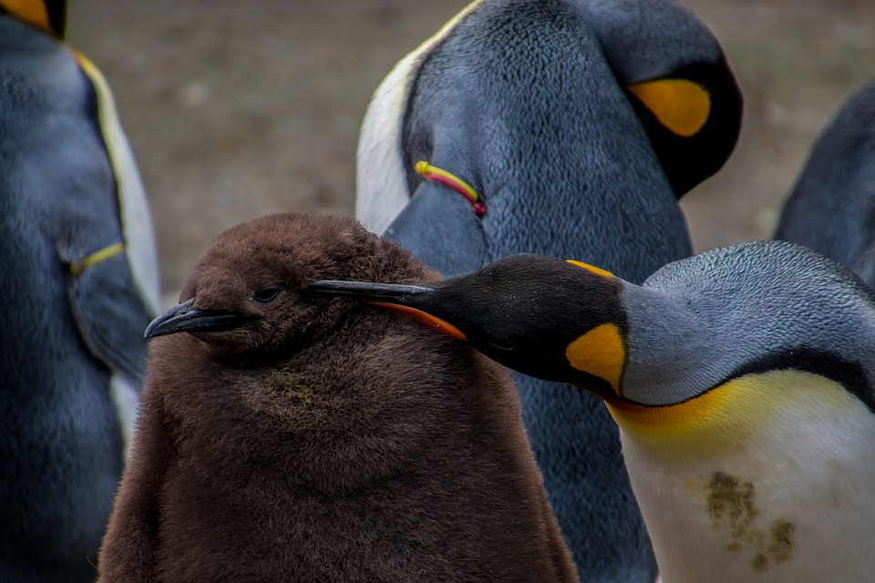 concienciacion por los pinguinos