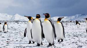 pinguin