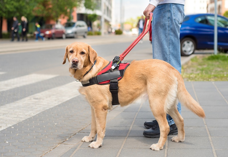 perro guia cruzando la calle