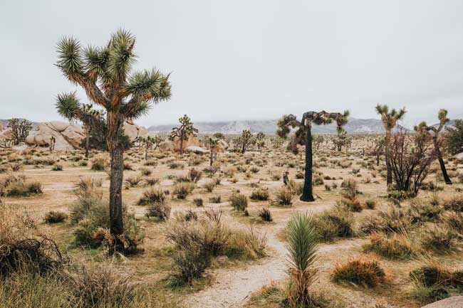 Día de Lucha contra la Desertificación y la Sequía