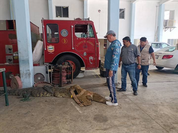 Cocodrilo que paseaba en el bulevar Fidel Velazquez sera llevado a Altamira