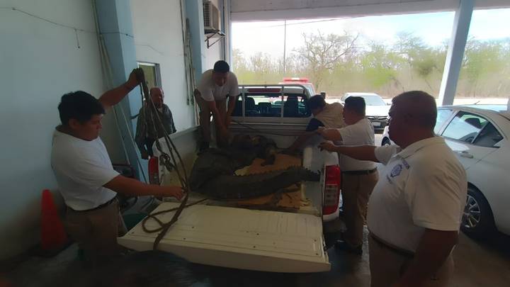 El cocodrilo de tres metros y 10 centimetros de largo fue resguardado en la estacion de bomberos de Tampico