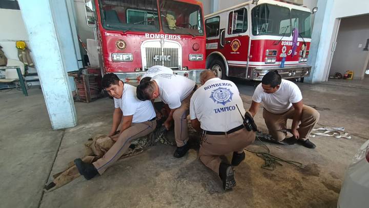 El cocodrilo que paseaba en el bulevar Fidel Velazquez fue capturado por elementos de bomberos en Tampico