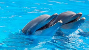 07 04 dia mundial delfines cautiverio