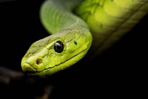 07 16 dia mundial de la serpiente