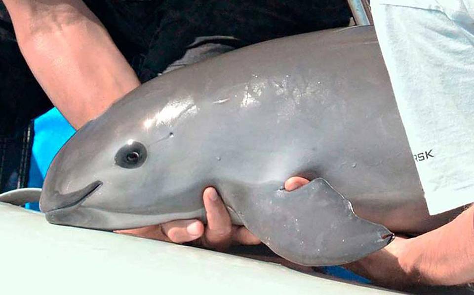 Día Internacional de la Vaquita Marina