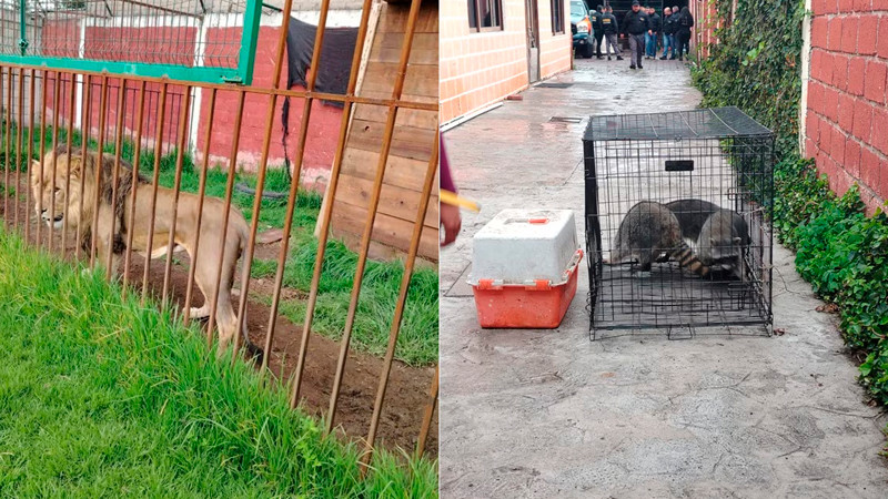 animales rescate toluca