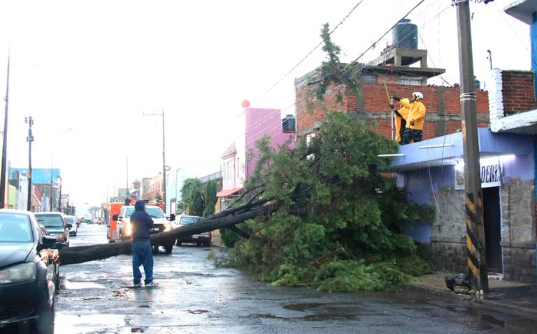 caida arboles lluvia