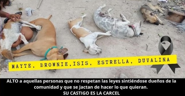 Recompensa a la persona que entregue a quien enveneno a cinco perros copia