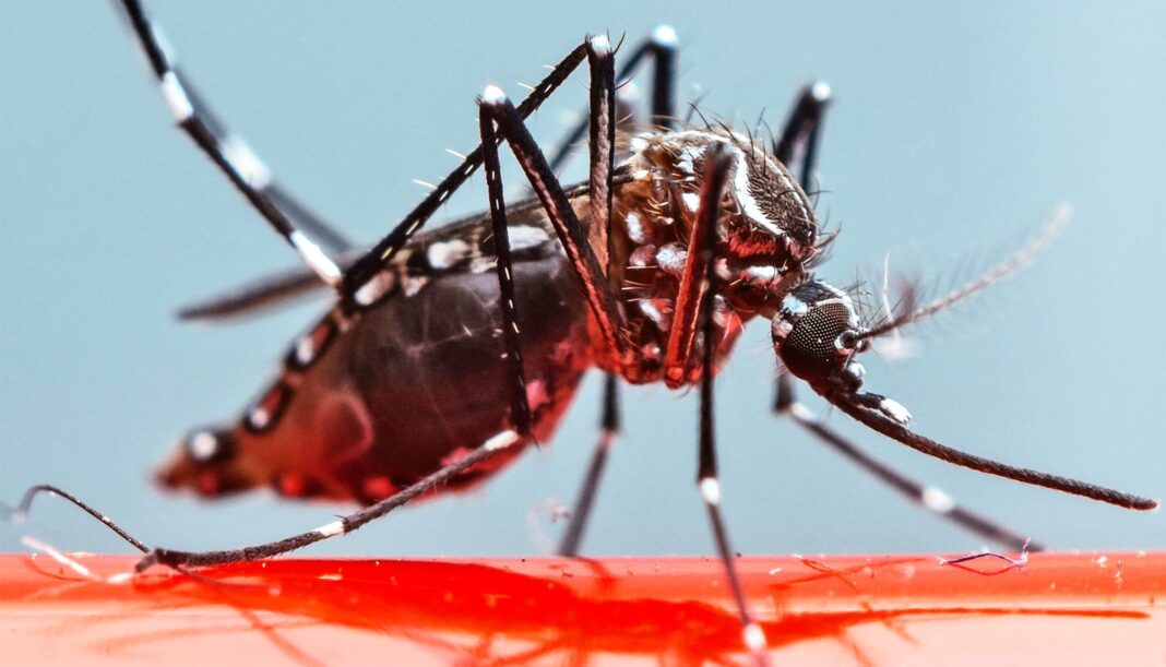 dengue hemorragico mosco