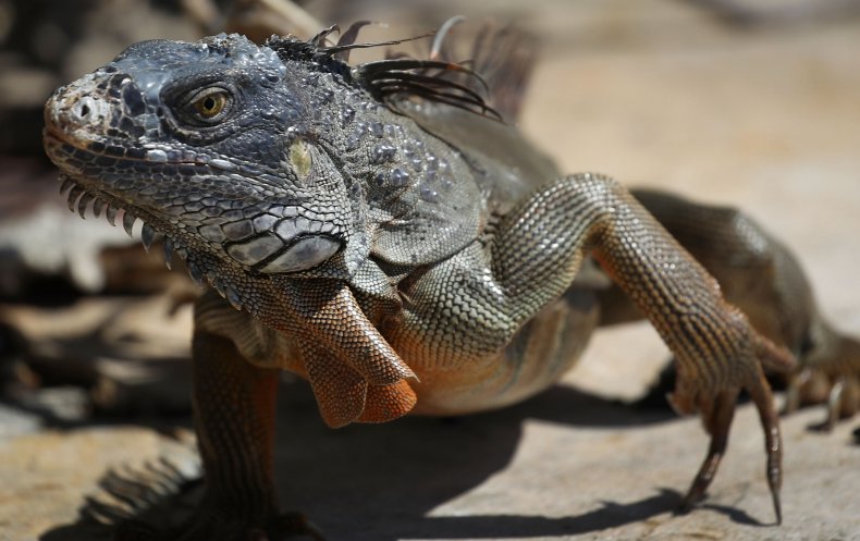 dia del lagarto