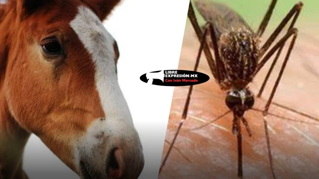 mosco virus caballo