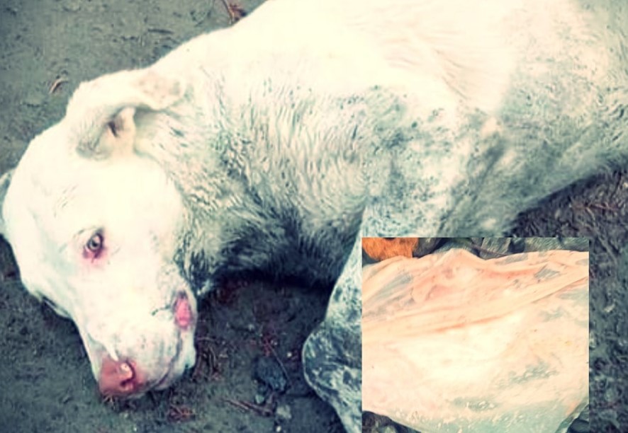 tecamachalco envenenamiento