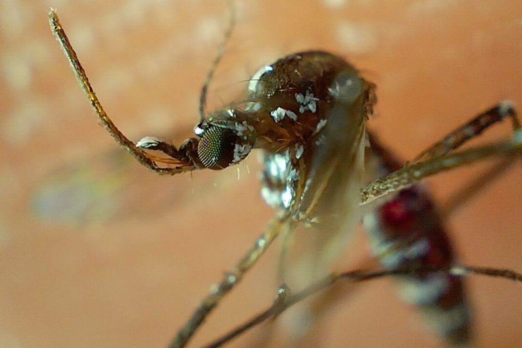 Dengue_2_(1)_(3)