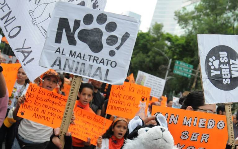 En Puebla, se han registrado 657 denuncias por maltrato animal desde el 2018 y hasta enero de este año