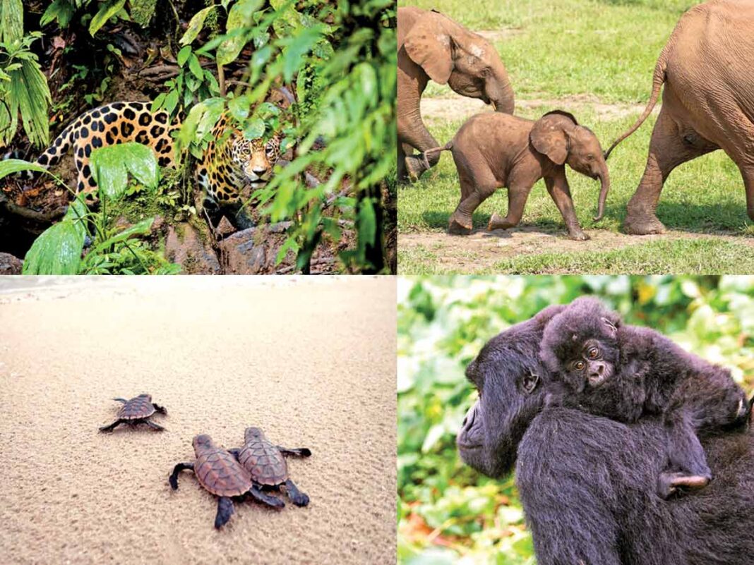 animales-de-distintos-ecosistemas