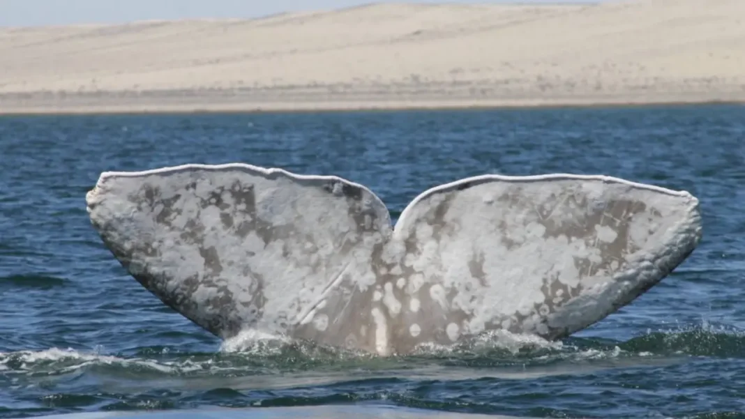 video--captan-ballena-albina-en-isla-coronado-en-loreto-y-se-vuelve-viral-b01edee0-focus-0-0-1479-828